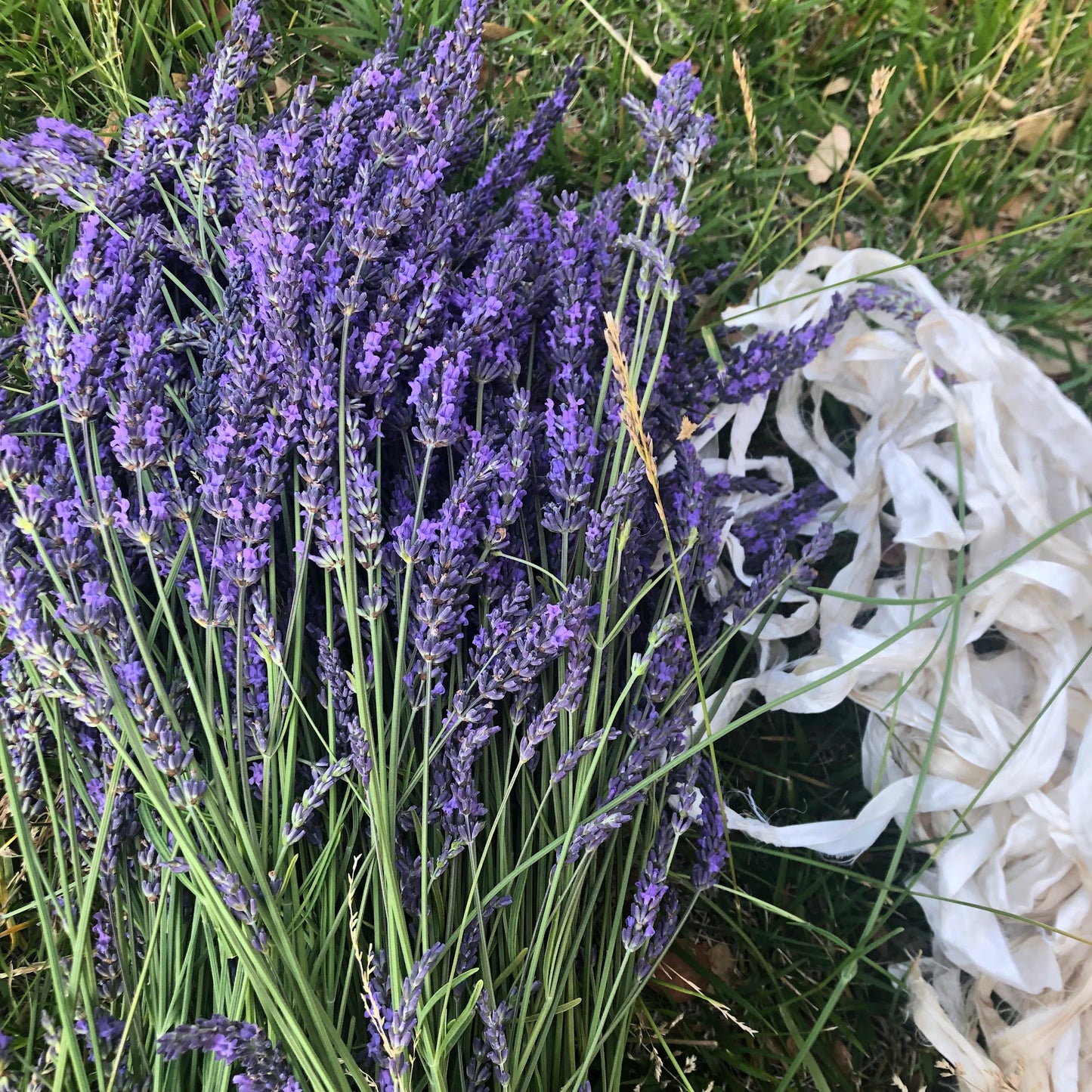 Lavender and Rose Geranium Body Balm